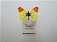 藏品(粉蝶科)的圖片